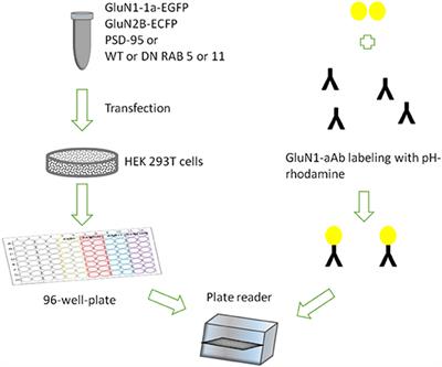 An Assay to Determine Mechanisms of Rapid Autoantibody-Induced Neurotransmitter Receptor Endocytosis and Vesicular Trafficking in Autoimmune Encephalitis